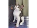 Adopt RINGO KNOWS HE IS A STAR! a Bengal, Domestic Short Hair