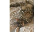 Adopt BEATLE - Long Hair Marble Bengal Tabby-Look a Bengal, Domestic Long Hair