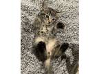 Adopt Wednesday - Adopt Me With My Best Buddy! a Domestic Short Hair, Bengal