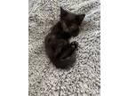 Adopt October Black Bombay-Look - Adopt As Pair a Domestic Short Hair, Bombay