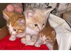 Adopt Orange Kitten Litter To Foster - New Arrivals! a Tabby