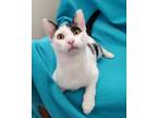 Adopt Bandit A Cow Kitty a American Shorthair, Domestic Short Hair