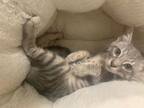 Adopt Bani- Silver Bengal Tabby - BONDED PAIR a Domestic Short Hair
