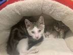 Adopt Bani & Nihli - A BONDED PAIR OF BOYS a Domestic Short Hair, Bengal