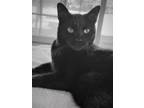 Adopt Wolf - Bombay-look - Sits on Laps a Domestic Short Hair, Bombay