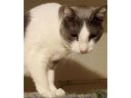 Adopt A- Donny -I am a Talker! Mom is A Siamese! a Domestic Short Hair, Siamese