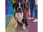 Adopt Bosco a Boxer, Pit Bull Terrier
