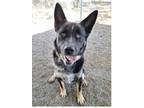 Adopt Noodle a German Shepherd Dog, Australian Cattle Dog / Blue Heeler