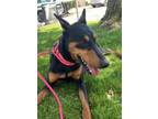 Adopt Orzo a Doberman Pinscher