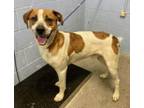 Adopt Potato a Australian Cattle Dog / Blue Heeler, Pit Bull Terrier