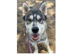 Adopt Django a Siberian Husky