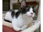Adopt Kitten Landon a Domestic Short Hair