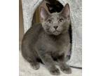 Adopt Kitten Leon a Domestic Short Hair