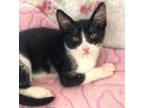 Adopt Kitten Lium a Domestic Short Hair