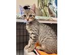 Adopt Kitten Gipper a Domestic Short Hair