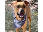 Adopt Andy a Labrador Retriever, Mixed Breed