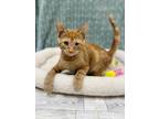 Adopt Jordan a Domestic Short Hair