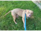 Adopt Cyrus a Pit Bull Terrier