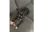 Adopt Bean a Boston Terrier