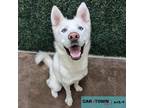 Adopt Arctic a Siberian Husky