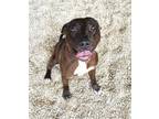Adopt Foster (Cinco) a Pit Bull Terrier, Mixed Breed