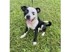 Adopt Buddy a Pit Bull Terrier, Mixed Breed