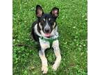Adopt Oswin D16858 a Australian Cattle Dog / Blue Heeler