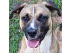 Adopt Mountain Dewd a Black Mouth Cur