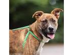 Adopt Biggie Smalls 24-0412 a Pit Bull Terrier, Staffordshire Bull Terrier