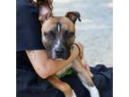 Adopt Razor 24-0466 a American Staffordshire Terrier