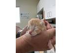 Adopt Jasper a American Shorthair