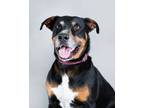 Adopt Brutus a Pit Bull Terrier, Mixed Breed