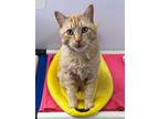 Adopt Orange a Domestic Short Hair
