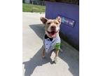 Adopt Henry a Pit Bull Terrier, Mixed Breed