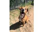 Adopt Junior a Pit Bull Terrier, Mixed Breed