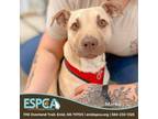 Adopt Marko a Shepherd