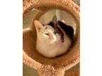 Adopt Mr. Cookie a Domestic Short Hair