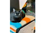 Adopt Linus a American Shorthair