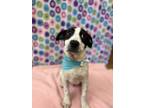 Adopt Scout a Labrador Retriever, Dalmatian