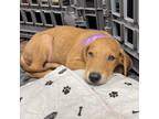 Adopt Noah a Redbone Coonhound, Golden Retriever