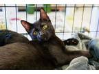 Adopt Damon (CL) a American Shorthair