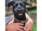 Adopt Midnight a Standard Schnauzer