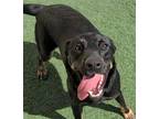 Adopt Shay a Doberman Pinscher, Shepherd