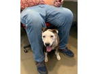Adopt Buddy Holly 59167 a Pit Bull Terrier, Labrador Retriever