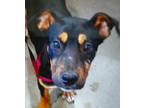 Adopt Buck Rodgers 59006 a Australian Kelpie, Shepherd