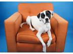 Adopt Billy a Catahoula Leopard Dog, Labrador Retriever