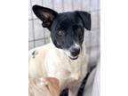 Adopt Kurt Cobain a Dachshund, Terrier