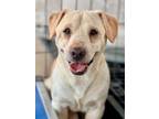 Adopt George Strait a Dachshund, Labrador Retriever