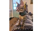 Adopt Rocky a Domestic Short Hair, Tabby