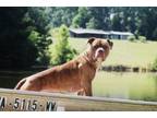 Adopt Jaxx a Pit Bull Terrier